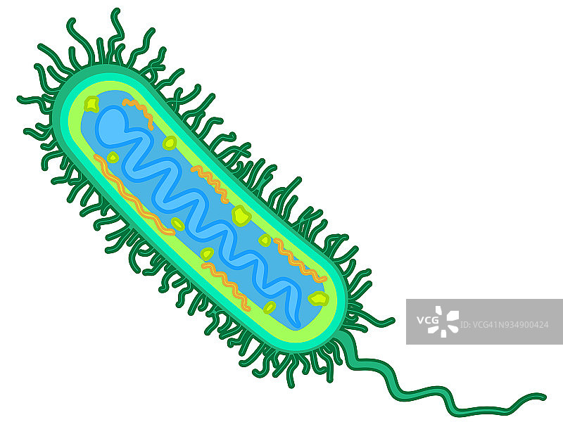 感受态细菌插画图片素材