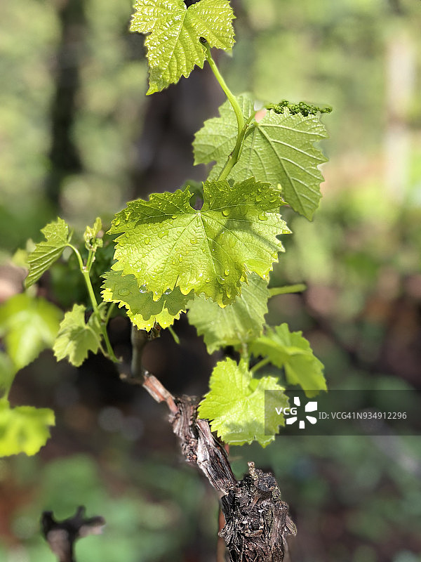 开始生长的桑娇维塞葡萄藤图片素材