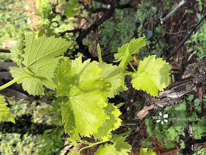 开始生长的桑娇维塞葡萄藤图片素材