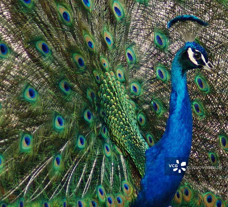 展示羽毛的孔雀特写图片素材