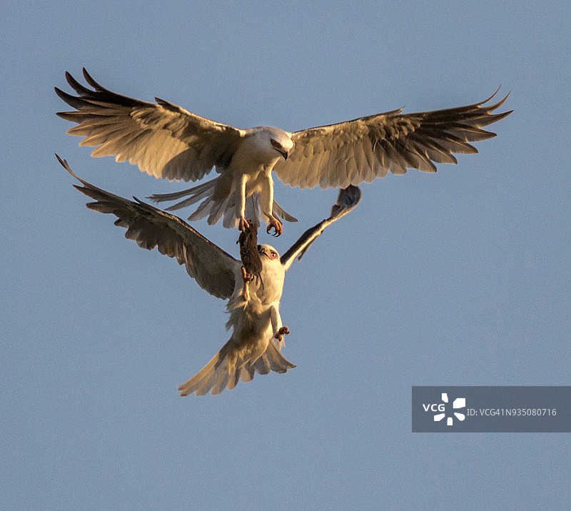食物祭品图片素材