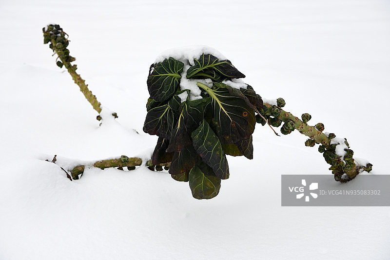 位于瑞士伯尔尼州哈格内克的雪地里的球芽甘蓝植物图片素材