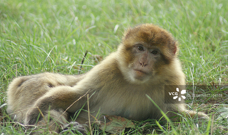 在草地上懒洋洋地躺着，表情若有所思的巴巴里猴图片素材