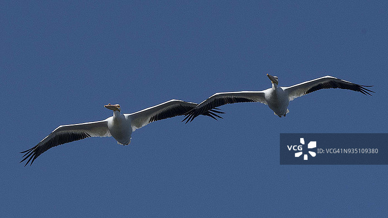 一对飞翔的白鹈鹕图片素材