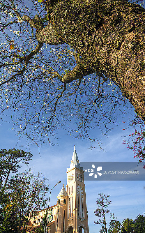 白色花季的大叻天主教堂图片素材