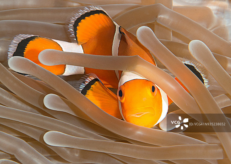 眼斑海葵鱼在壮丽海葵的触须中，巴厘岛图片素材