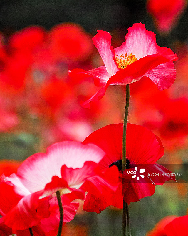 雪莉罂粟花图片素材
