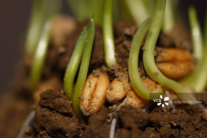 发芽小麦种子图片素材