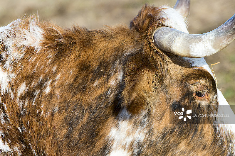 肉牛喂食时间图片素材