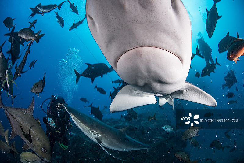 潜水员与鲨鱼在海中畅游，索科罗，下加利福尼亚图片素材