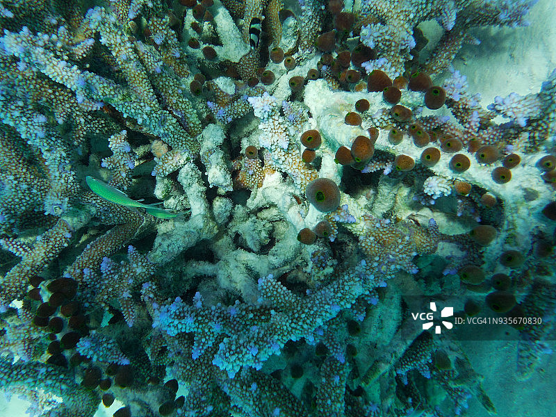 海鞘，在马尔代夫死亡珊瑚上生长的海鞘图片素材