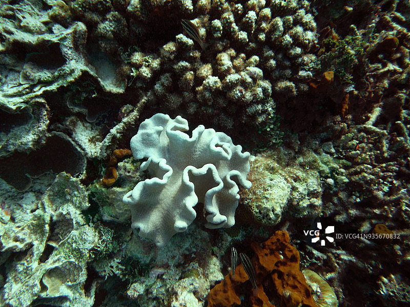 软珊瑚，皮革珊瑚，马尔代夫图片素材