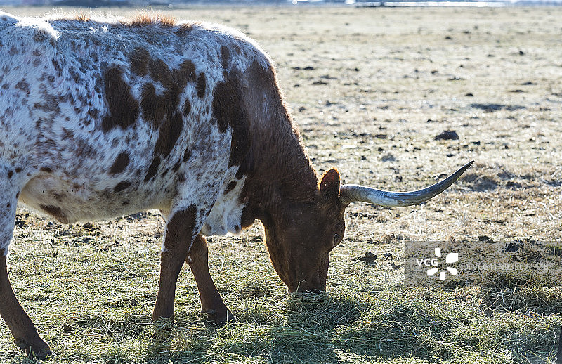 食用饲料的肉牛图片素材