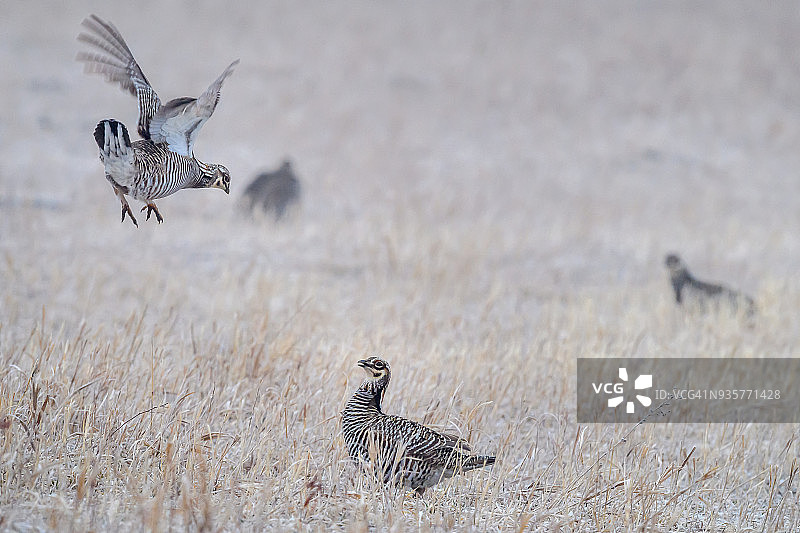 两只雄性大草原松鸡在内布拉斯加州争夺统治地位图片素材