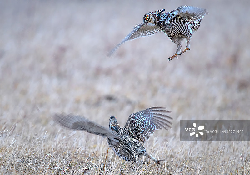 两只雄性大草原松鸡争夺优势，内布拉斯加州卡拉姆斯野生动物管理区图片素材