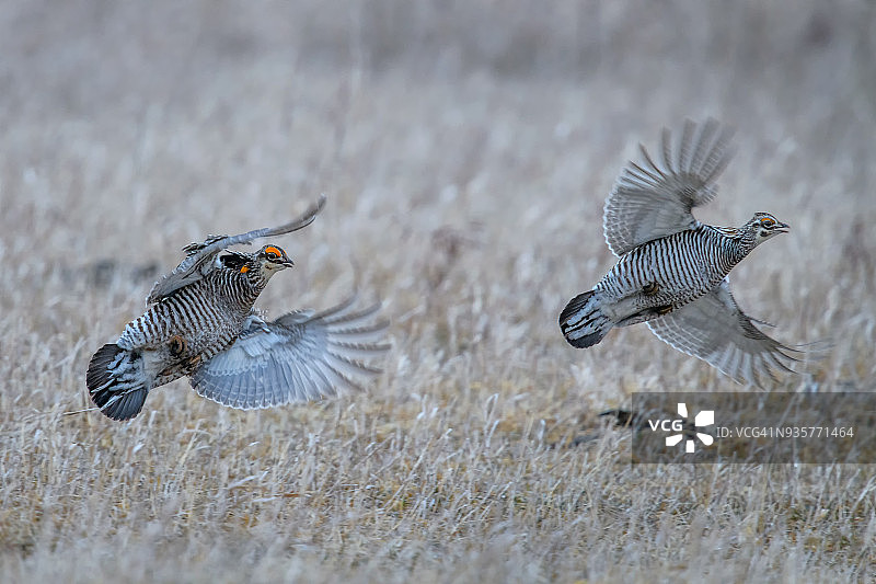 两只雄性大草原松鸡在内布拉斯加州伯韦尔附近相互追逐争夺统治地位后飞行图片素材