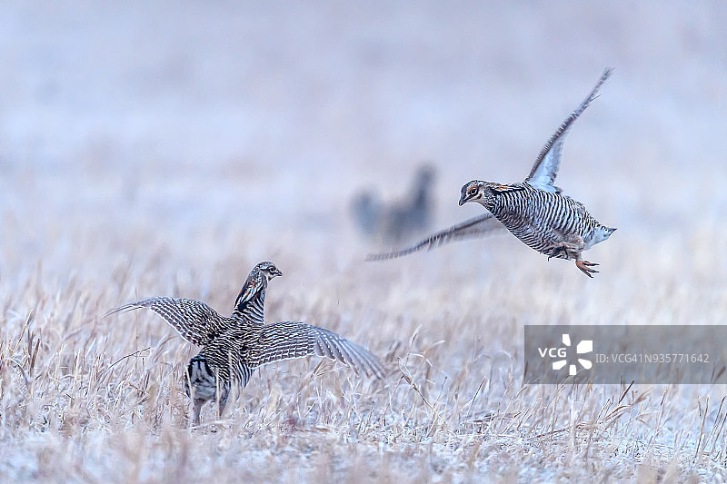 在内布拉斯加州伯韦尔附近争夺统治地位的雄性大草原鸡图片素材