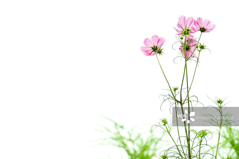 宇宙的花图片素材