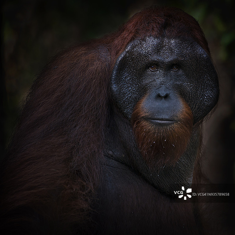 雄性猩猩的肖像，野生动物摄影图片素材