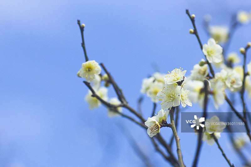 白色梅花图片素材