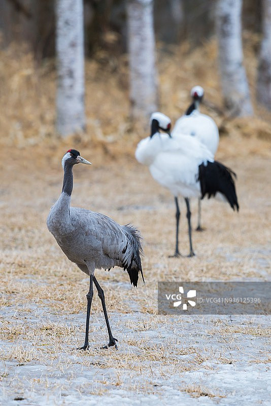灰鹤与丹顶鹤图片素材