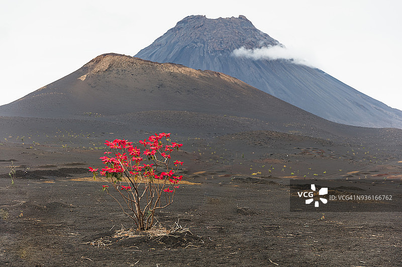 火山旁树上生长的红色叶子，非洲佛得角福戈图片素材