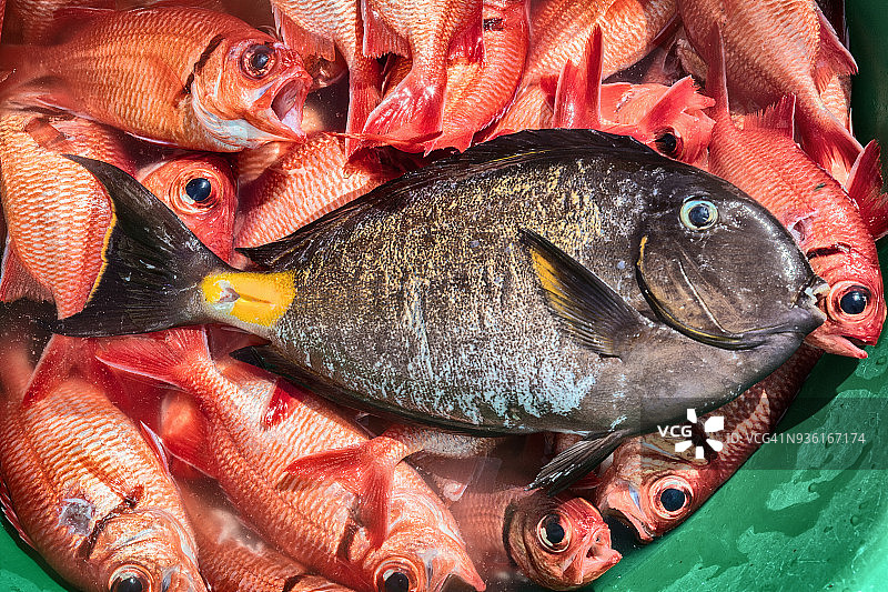 俯视视角：非洲佛得角塔拉法尔鱼缸里的各种鱼图片素材