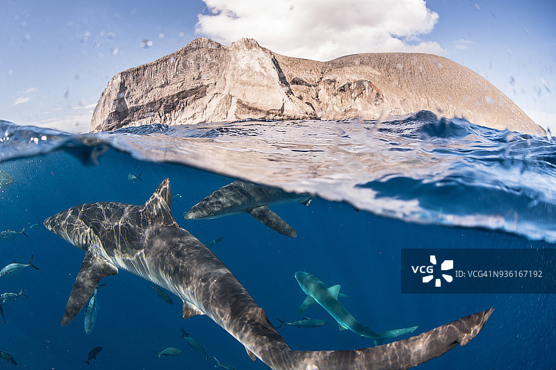 鲨鱼在海面附近游动，索科罗，下加利福尼亚图片素材