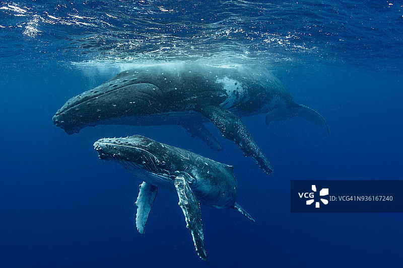 汤加水域的座头鲸与幼崽图片素材