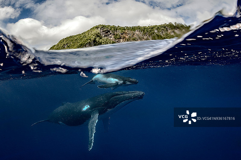 汤加水域的座头鲸与幼崽图片素材