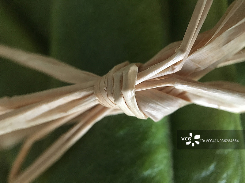 花园新鲜青豆上的粗糙酒椰纤维绳图片素材