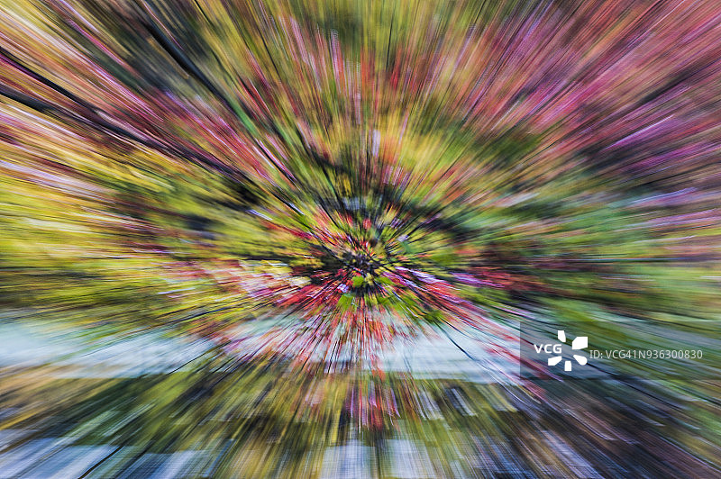 抽象紫色和绿色散焦森林图片素材