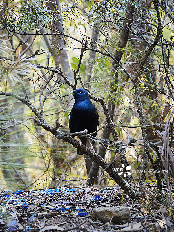 栖息在树枝上的园丁鸟图片素材