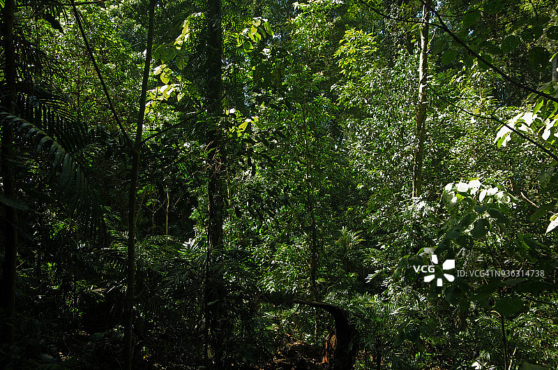 多里戈国家公园的世界遗产雨林，澳大利亚新南威尔士州图片素材