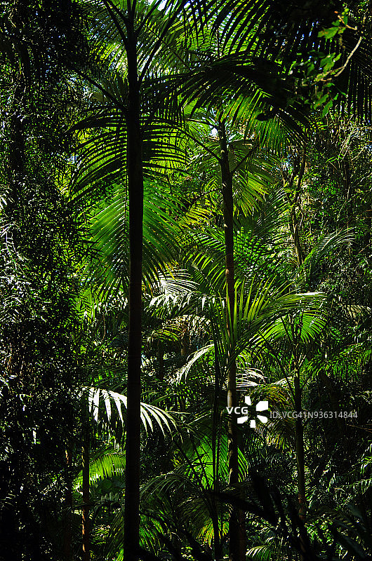 多里戈国家公园的世界遗产雨林，澳大利亚新南威尔士州图片素材