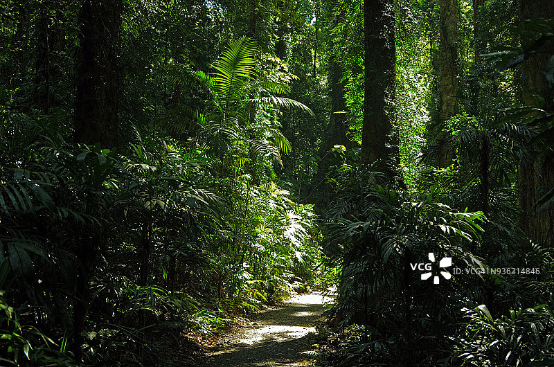 多里戈国家公园的步行道，新南威尔士州，澳大利亚图片素材