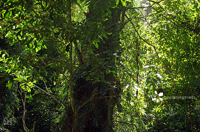 多里戈国家公园的世界遗产雨林，澳大利亚新南威尔士州图片素材