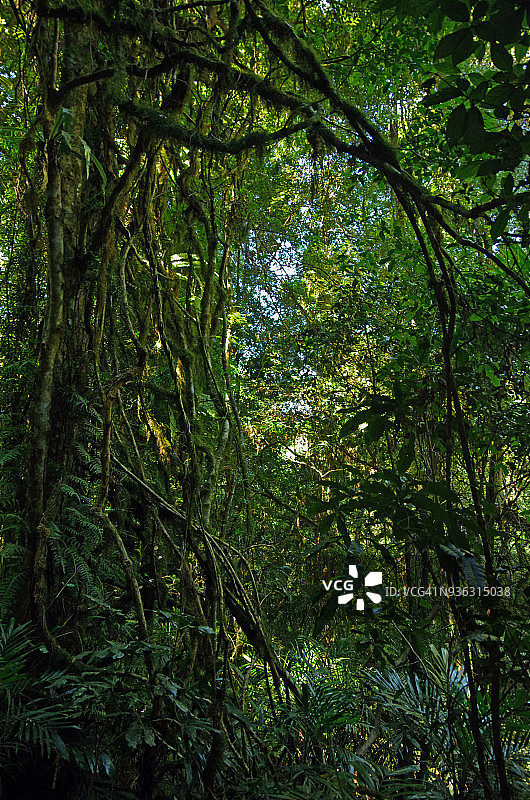 多里戈国家公园的世界遗产雨林，澳大利亚新南威尔士州图片素材