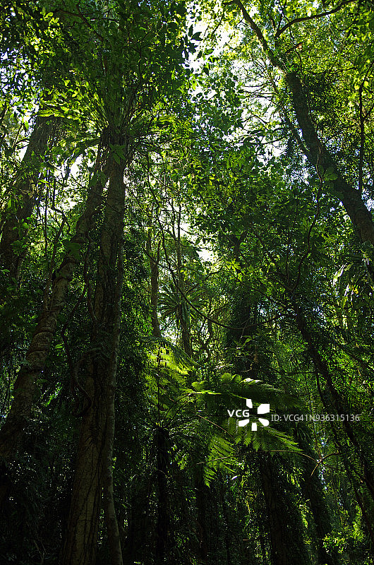 多里戈国家公园的世界遗产雨林，澳大利亚新南威尔士州图片素材