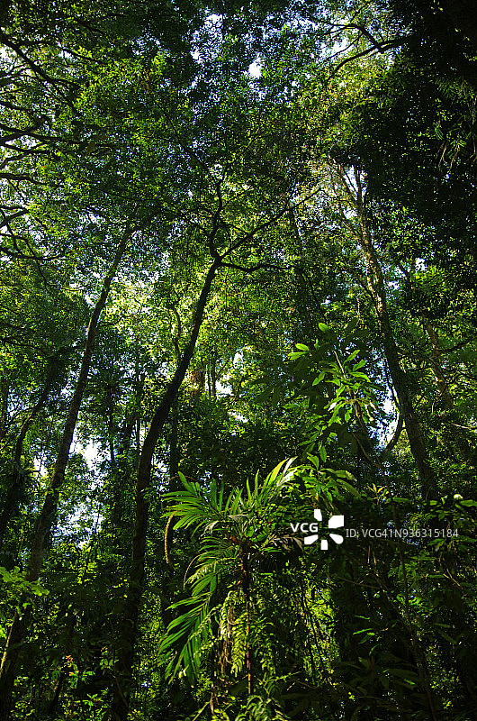 多里戈国家公园的世界遗产雨林，澳大利亚新南威尔士州图片素材