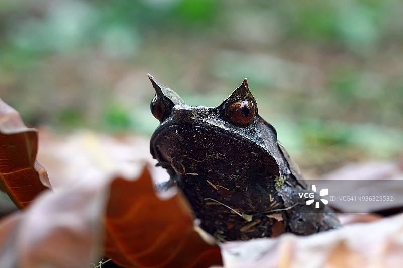 树叶上的婆罗洲角蟾图片素材