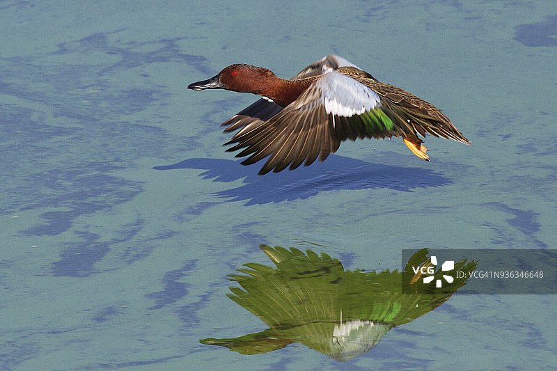 绿翅鸭雄鸟起飞时的倒影图片素材