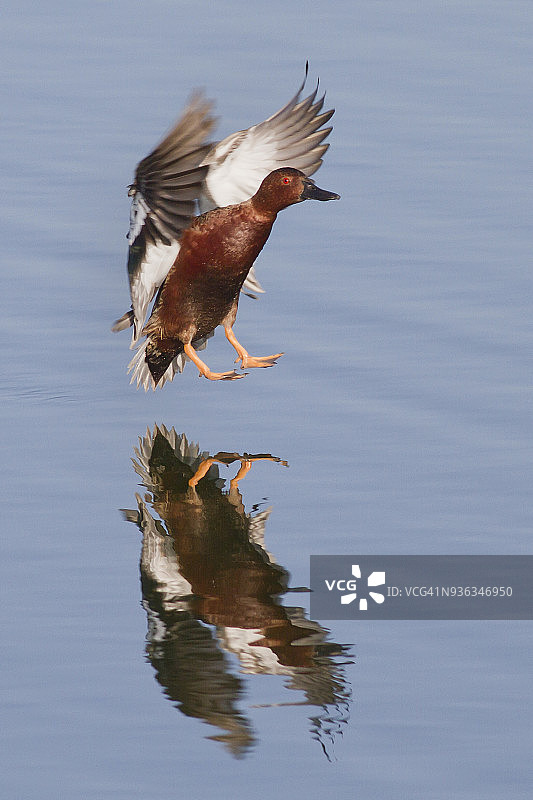 带有倒影的栗色鸭降落（雄性）图片素材