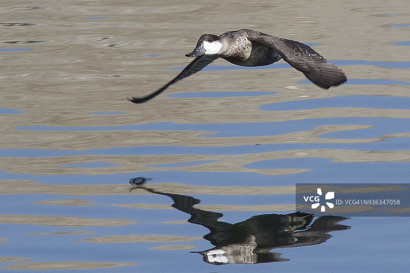 飞翔的红鸭雄鸟图片素材