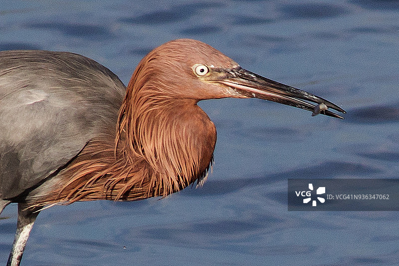 红鹭特写捕捉虾图片素材
