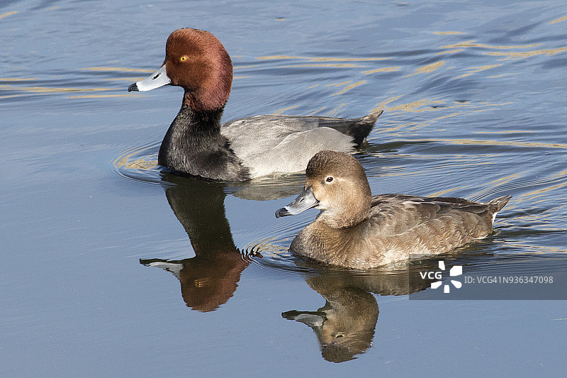 两只红头潜鸭图片素材