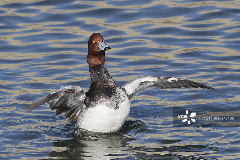 红头鸭雄鸟拍打翅膀图片素材