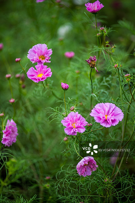 宇宙的花图片素材