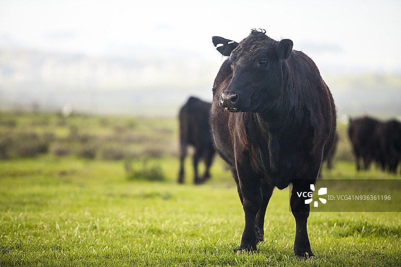 大型牧场上的散养肉牛图片素材