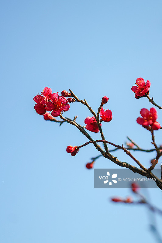 红色梅花图片素材